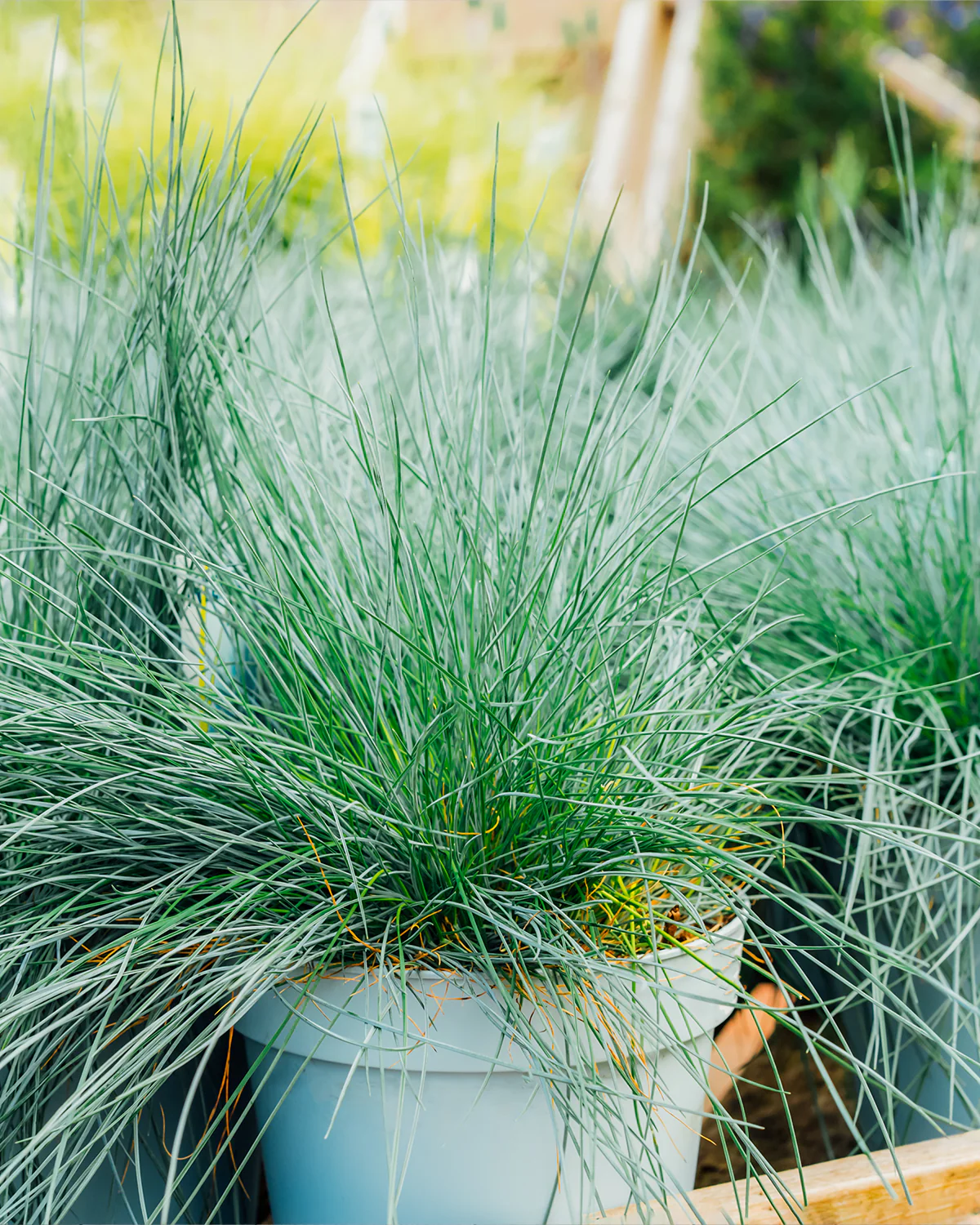 Blå Bjørnegræs, Festuca glauca - Image 2