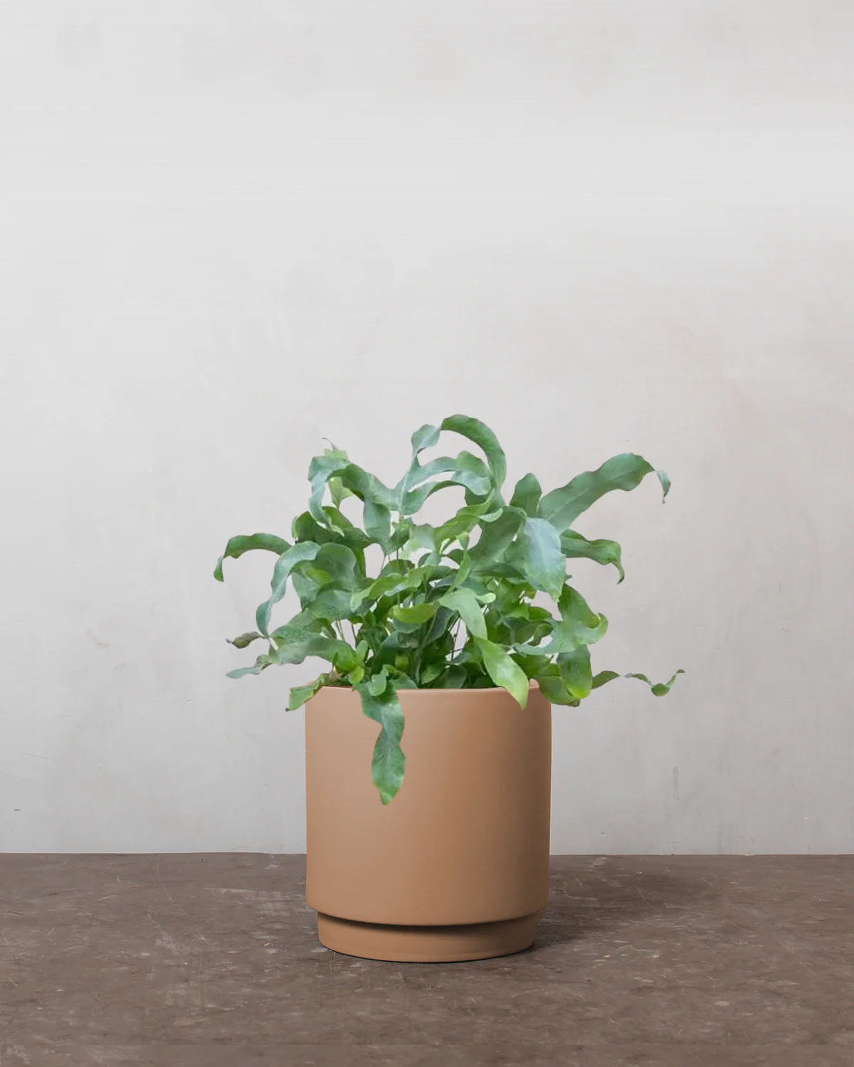 Blå Bregne, Phlebodium aureum - 30-40 cm - Image 3