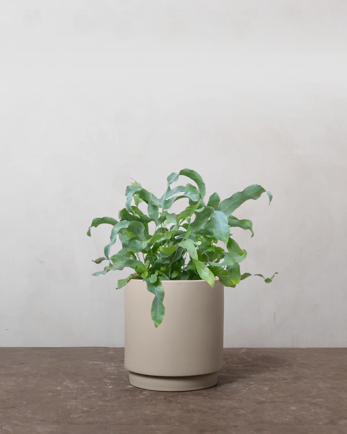 Blå Bregne, Phlebodium aureum - 30-40 cm - Image 4