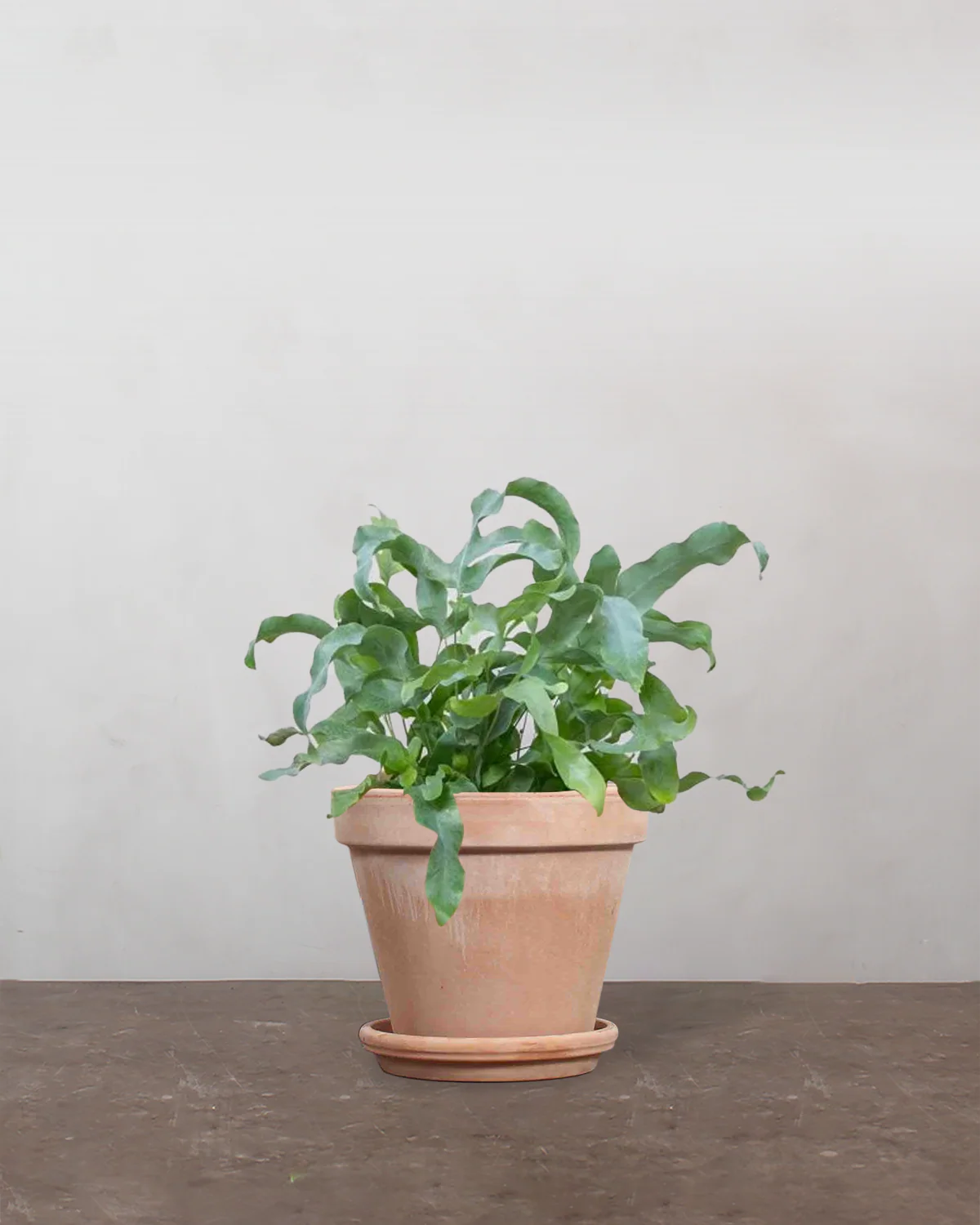 Blå Bregne, Phlebodium aureum - 30-40 cm - Image 6