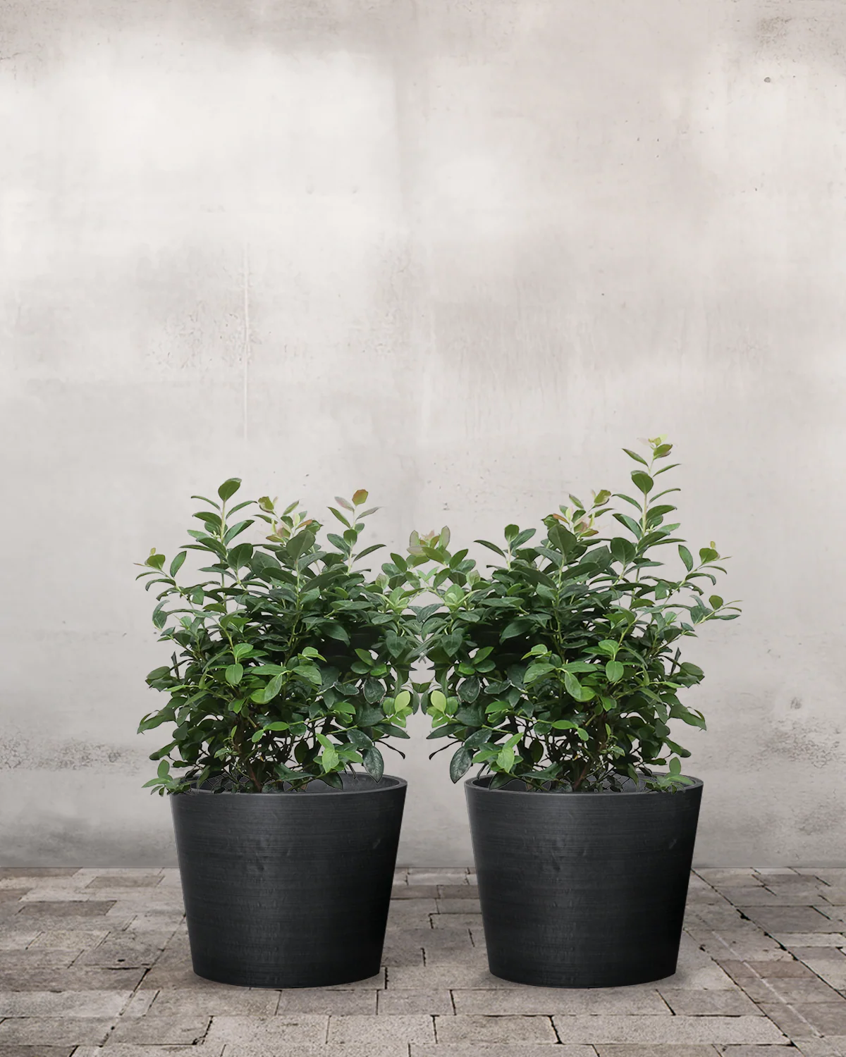 Blåbær, Vaccinium corymbosum – Sæt á 2 planter - Image 3