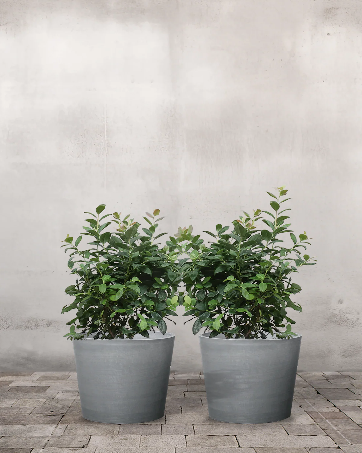 Blåbær, Vaccinium corymbosum – Sæt á 2 planter - Image 4