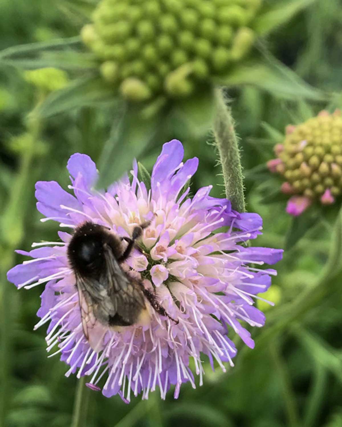 Blåhat, Knautia arvensis - 13 cm potte