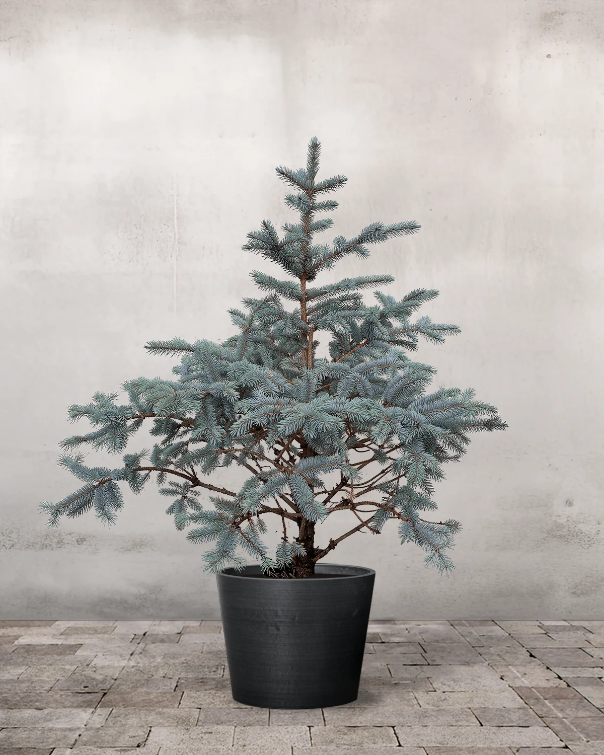 Blågran, Picea pungens 'Super Blue' - 100-120 cm - Image 3