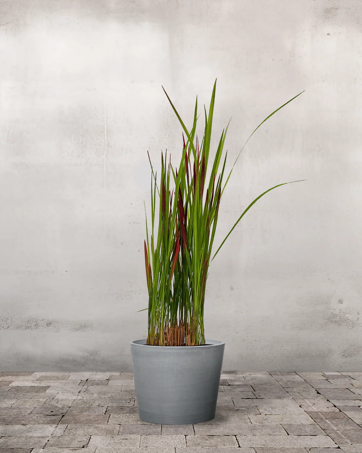 Blodgræs, Imperata cylindrica 'Red Baron' - Image 3
