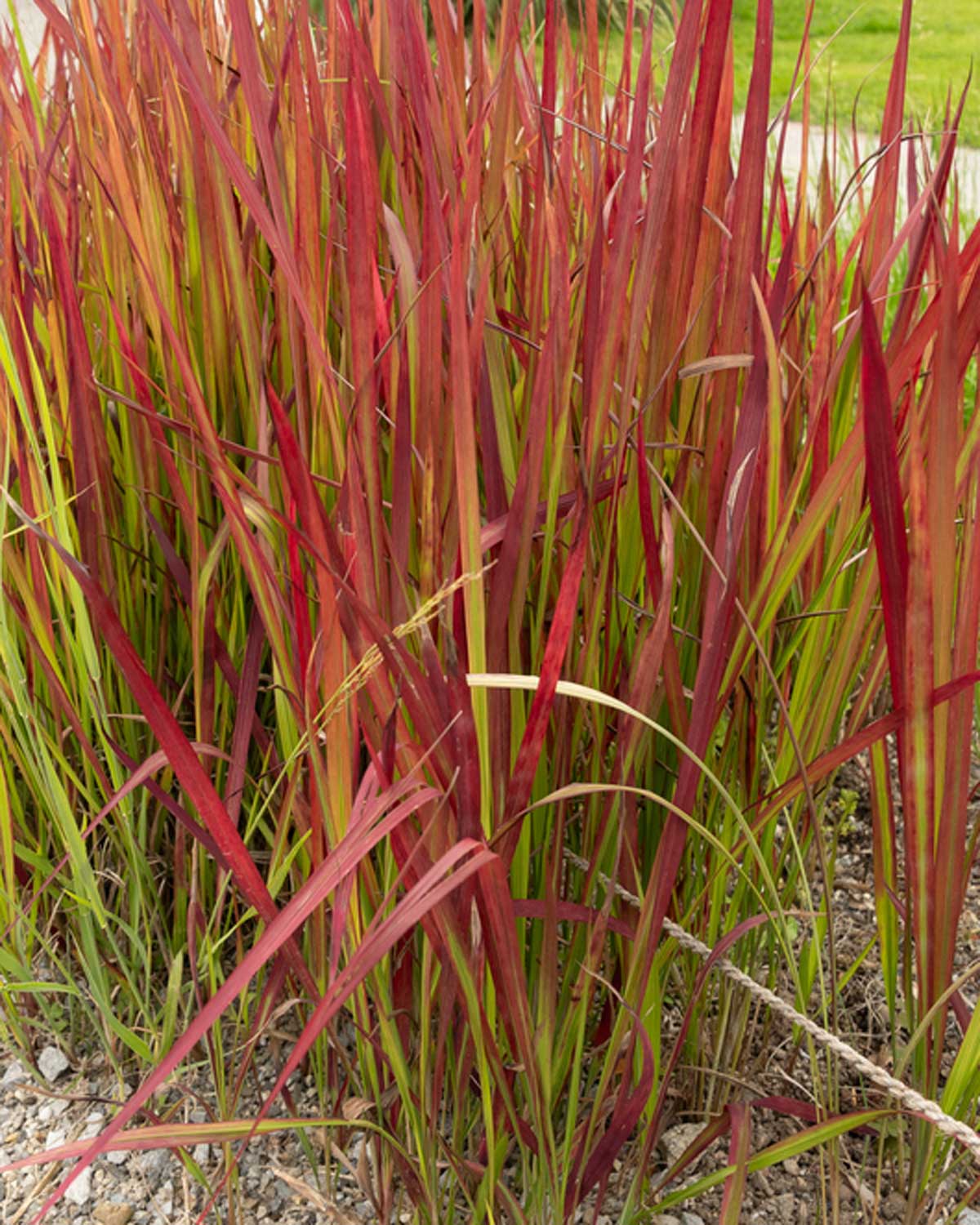 Blodgræs, Imperata cylindrica 'Red Baron' - Image 4