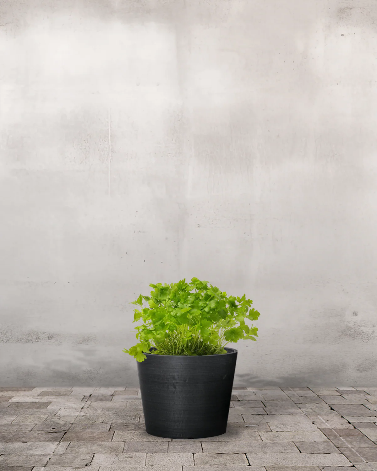 Bredbladet Persille, Petroselinum - Image 3