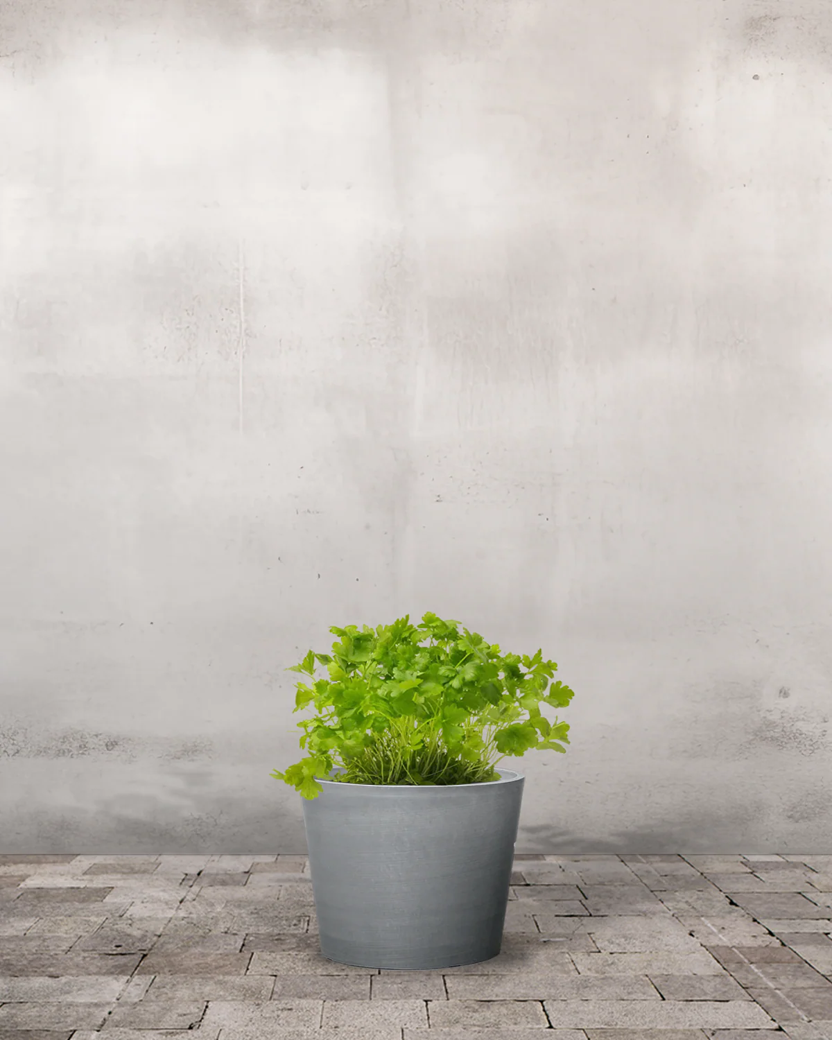 Bredbladet Persille, Petroselinum - Image 4