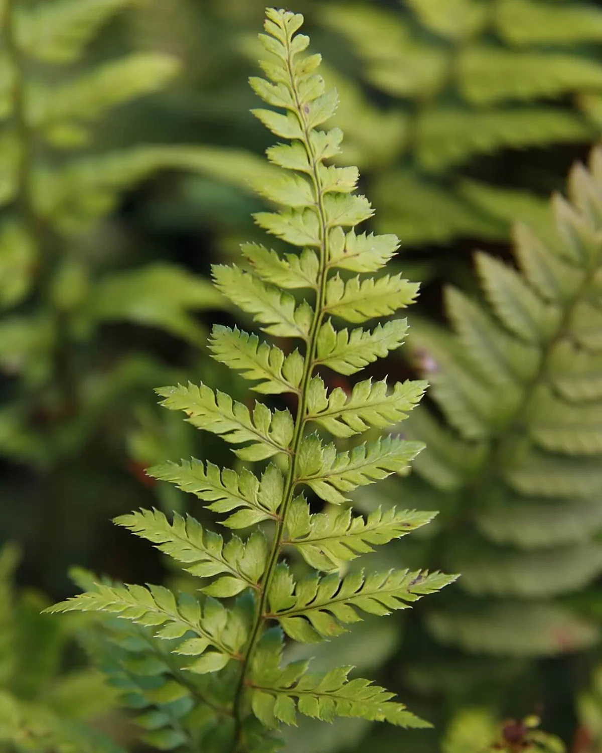 Skjoldbregne, Polystichum tsus-simense – 20-40 cm - Image 4
