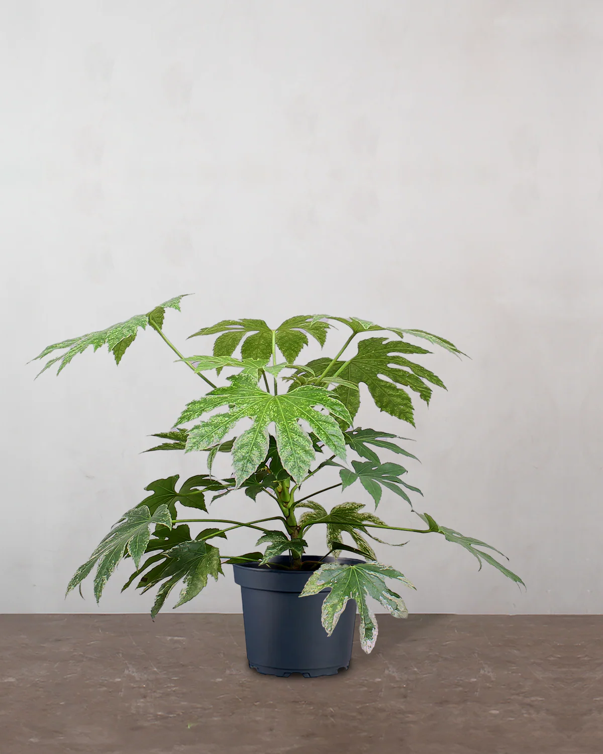 Broget Fatsia, Fatsia japonica 'Variegata' - 40-60 cm