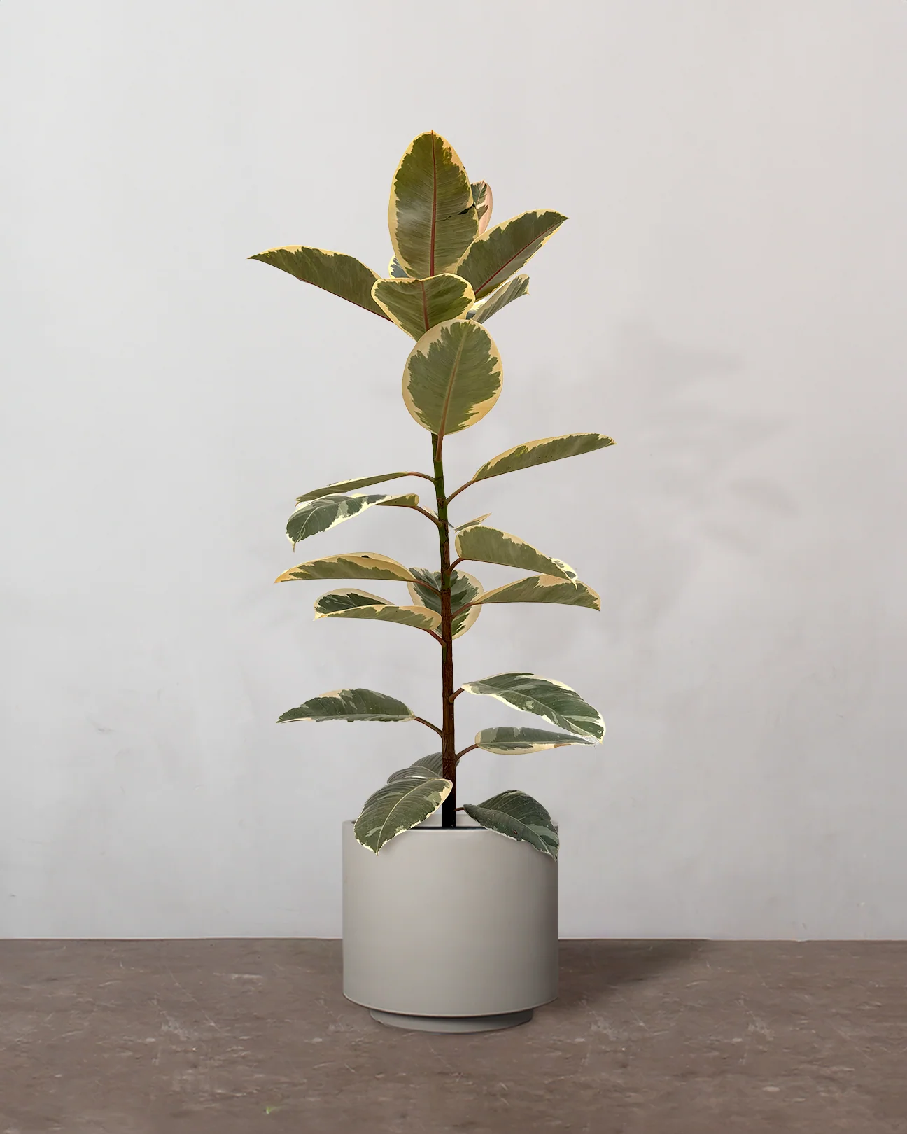 Broget Gummitræ, Ficus elastica 'Tineke' - 100-120 cm - Image 3