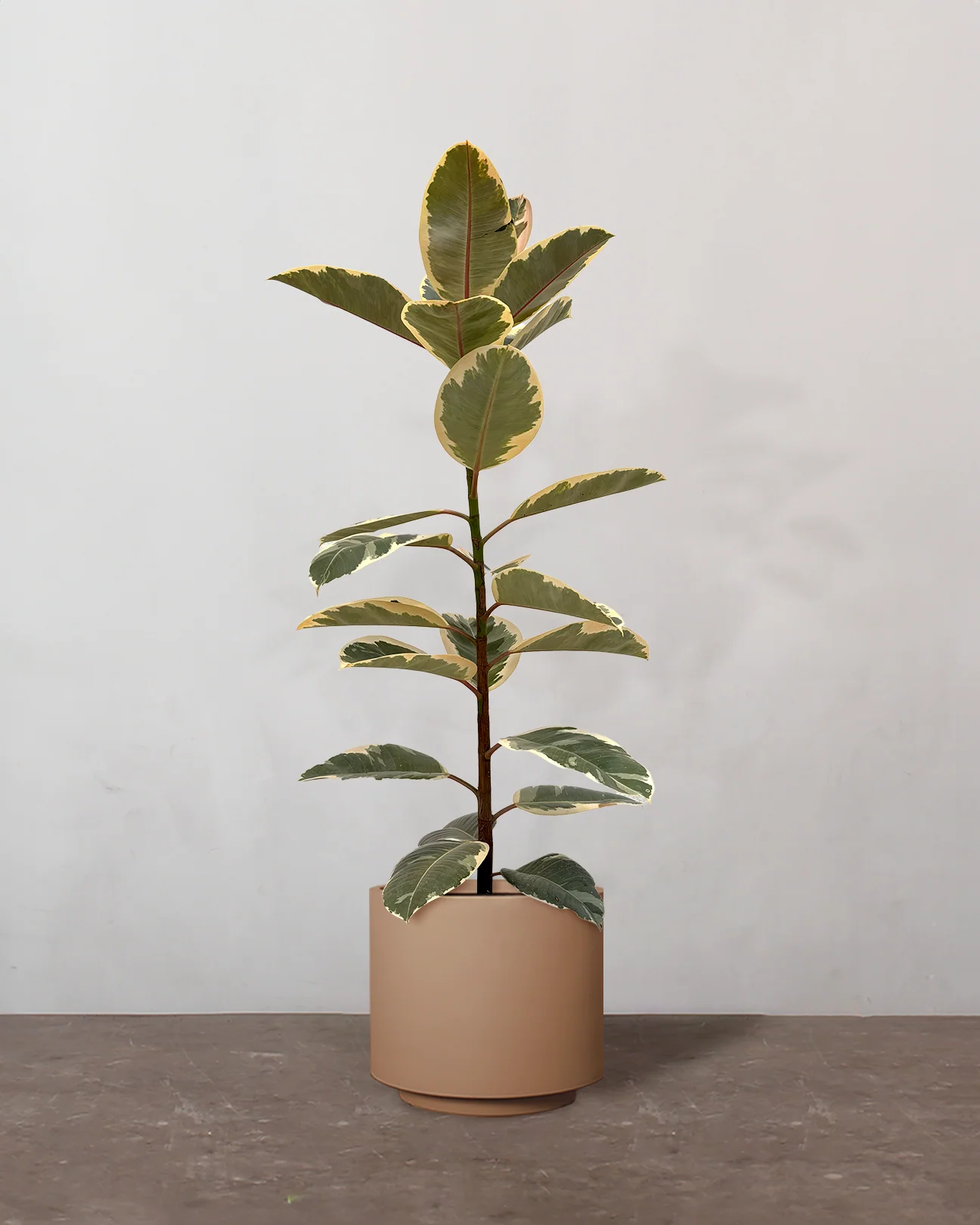 Broget Gummitræ, Ficus elastica 'Tineke' - 100-120 cm - Image 4