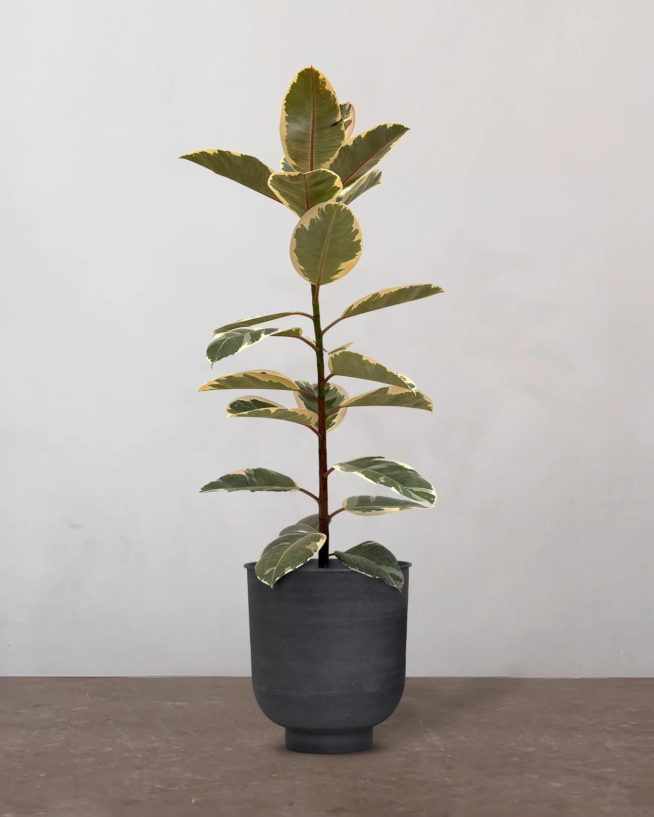 Broget Gummitræ, Ficus elastica 'Tineke' - 100-120 cm - Image 7