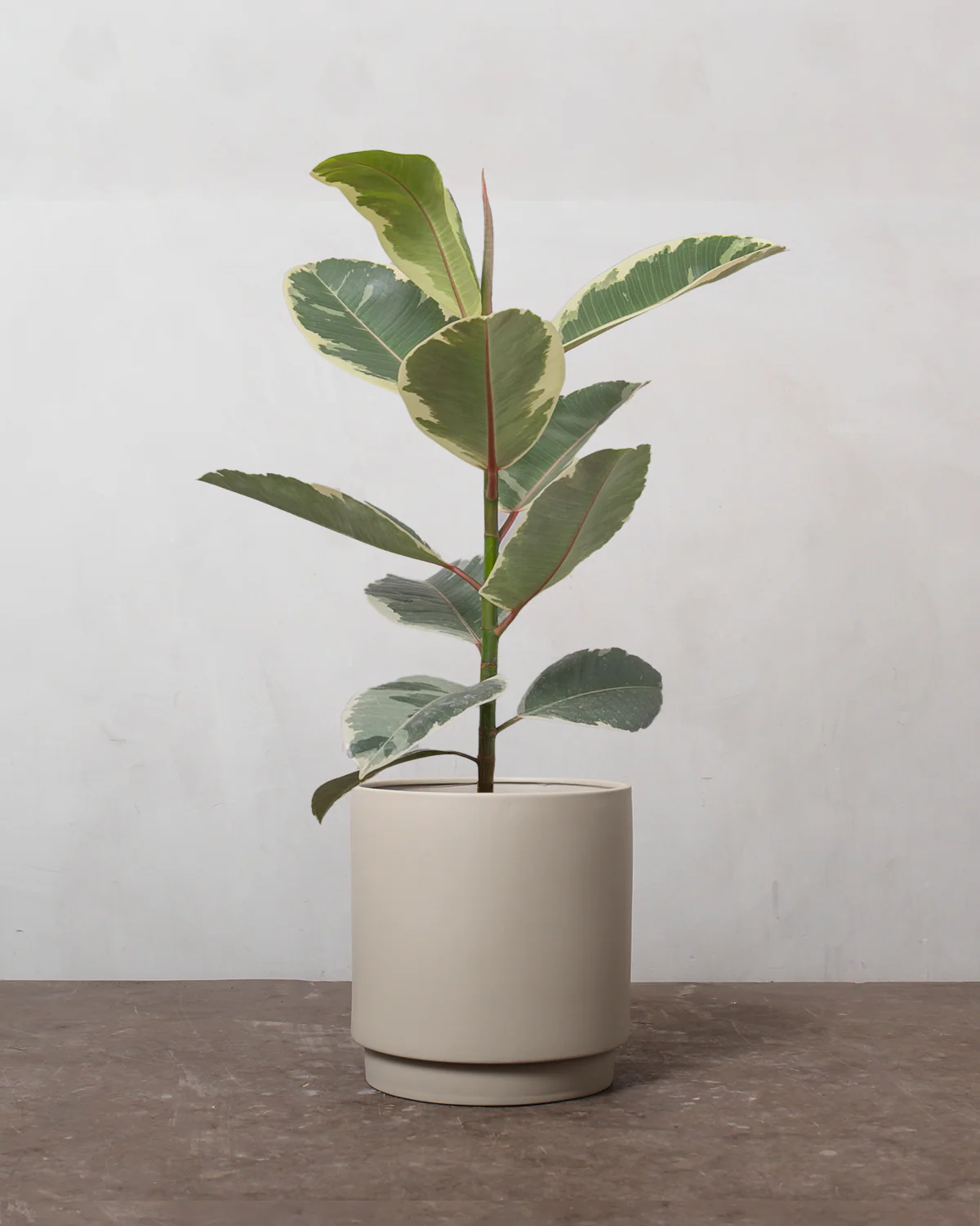 Broget Gummitræ, Ficus elastica 'Tineke' - 40-60 cm - Image 3