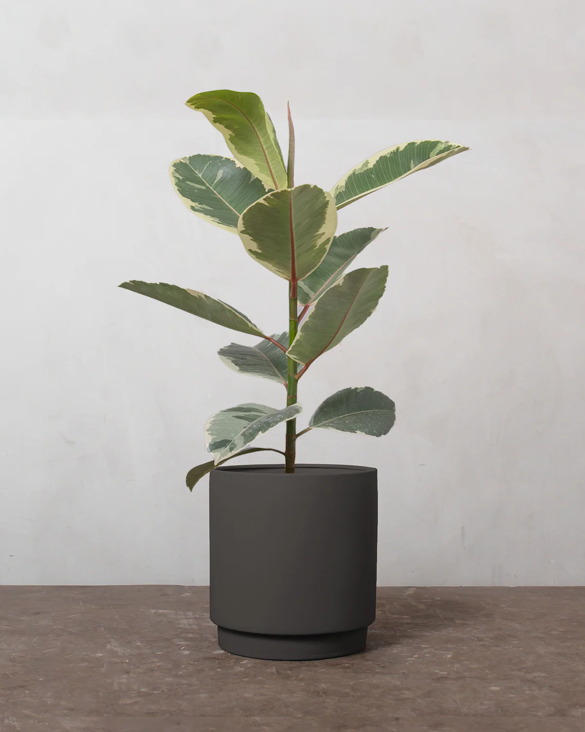 Broget Gummitræ, Ficus elastica 'Tineke' - 40-60 cm - Image 4