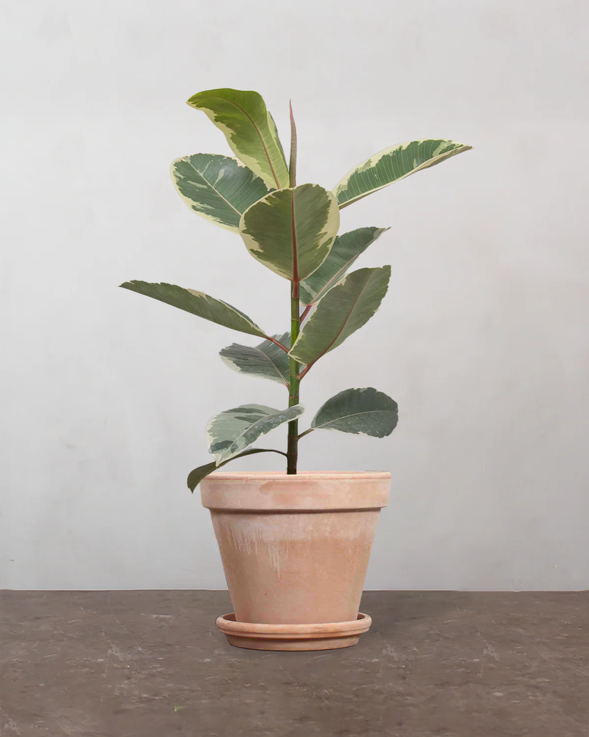 Broget Gummitræ, Ficus elastica 'Tineke' - 40-60 cm - Image 6