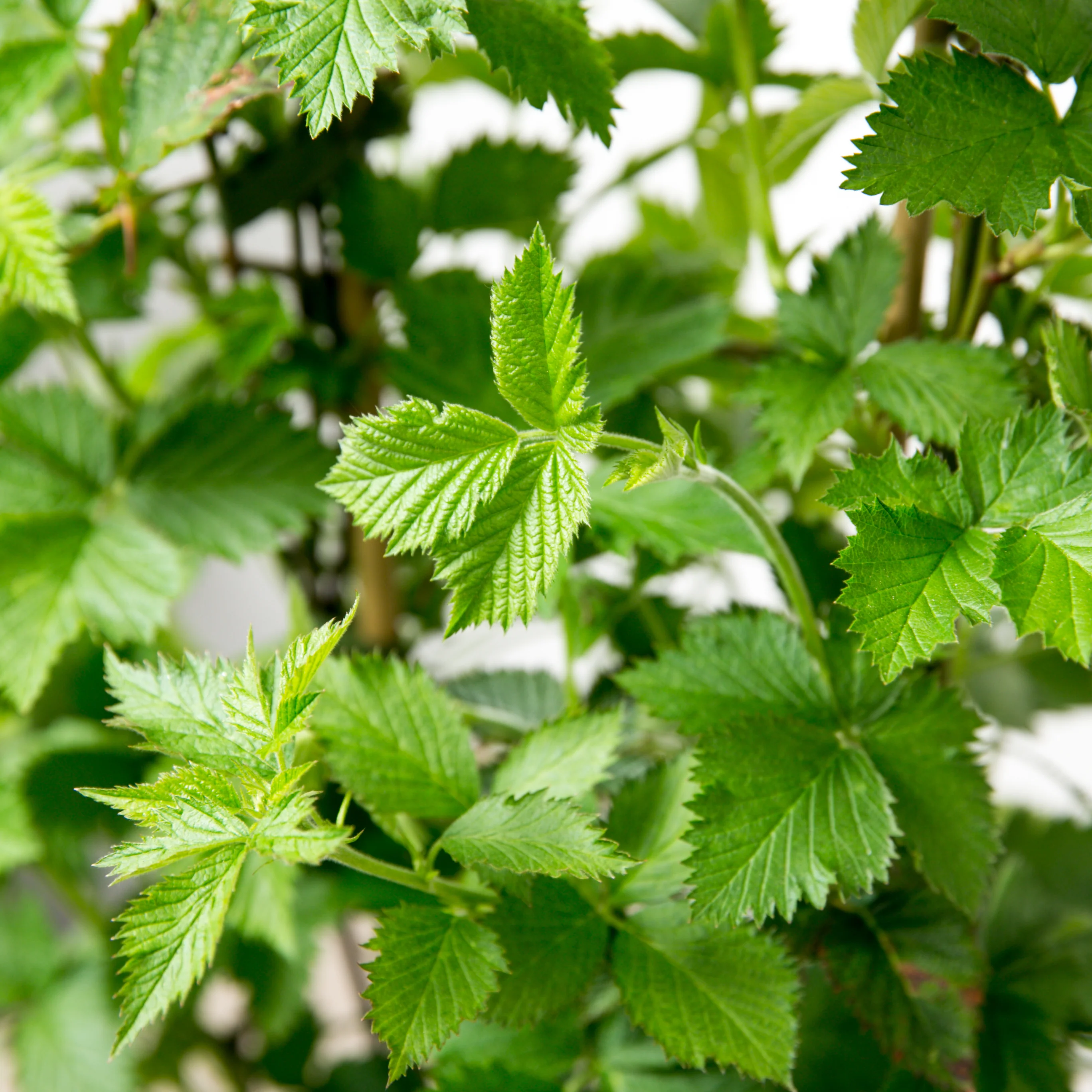 Brombær, Rubus fruticosus - 50-70 cm - Image 5