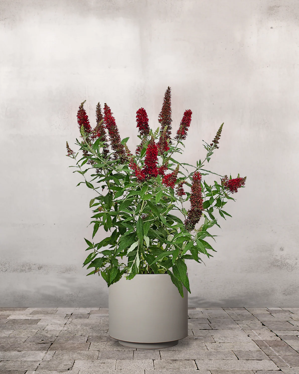 Sommerfuglebusk, Buddleja Davidii 'Royal Red' - 40-60 cm - Image 5