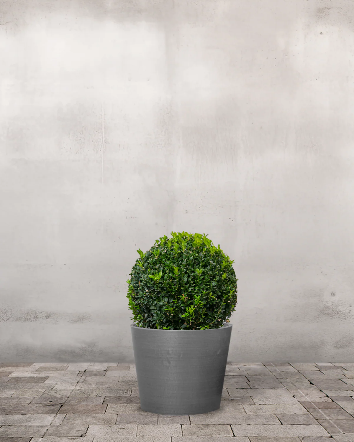 Buksbom, Buxus sempervirens - 70-80 cm - Image 4