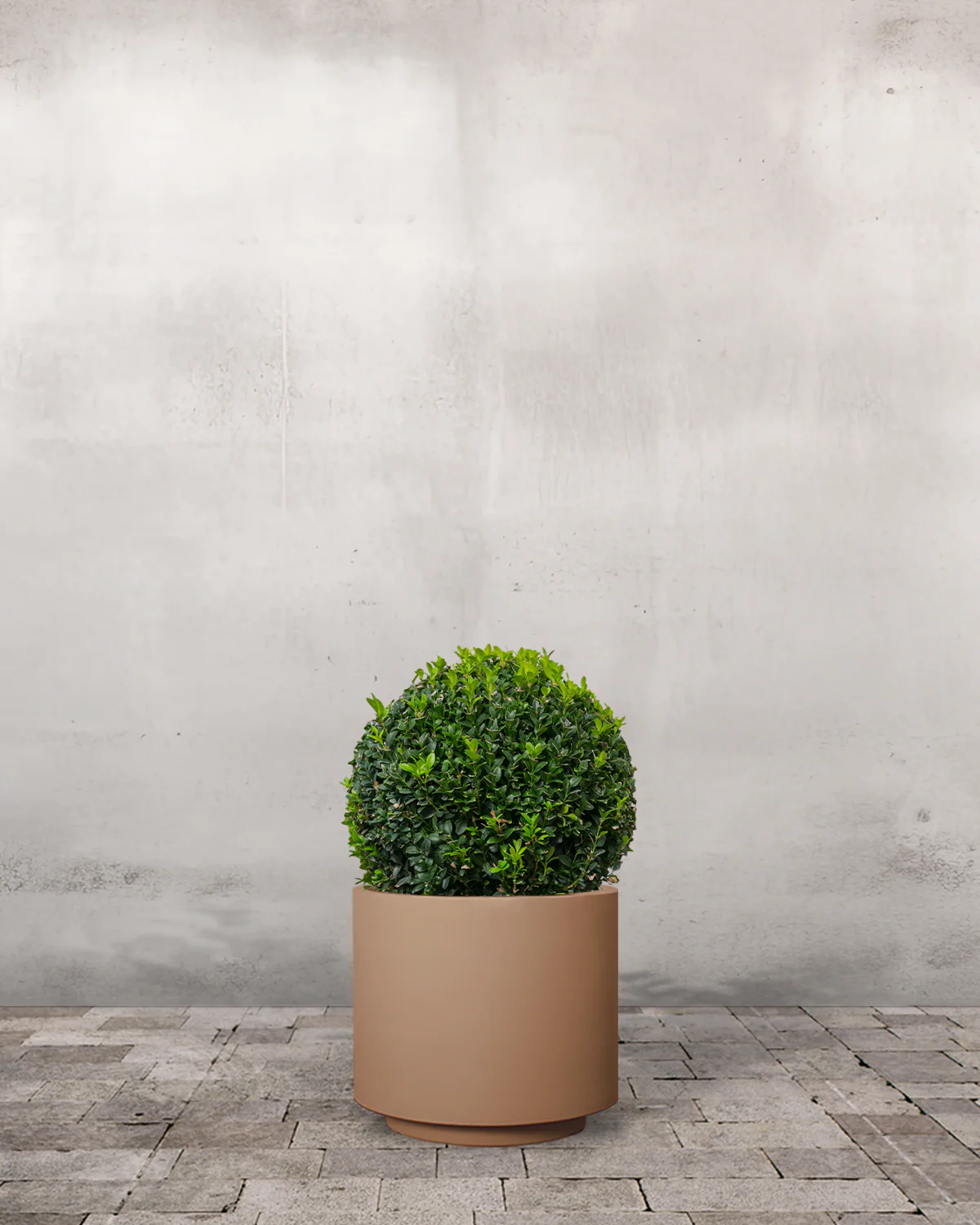 Buksbom, Buxus sempervirens - 70-80 cm - Image 5