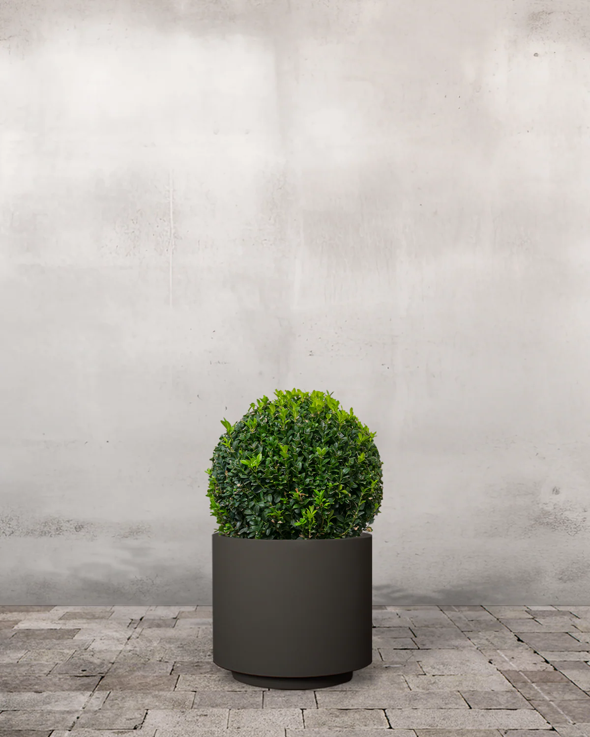 Buksbom, Buxus sempervirens - 70-80 cm - Image 6
