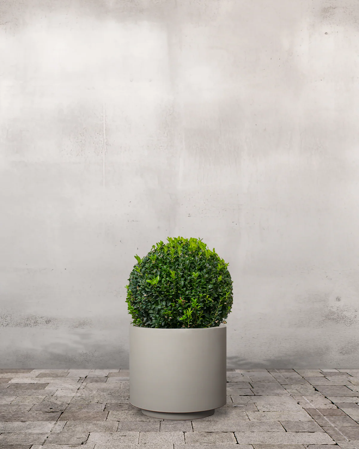 Buksbom, Buxus sempervirens - 70-80 cm - Image 7