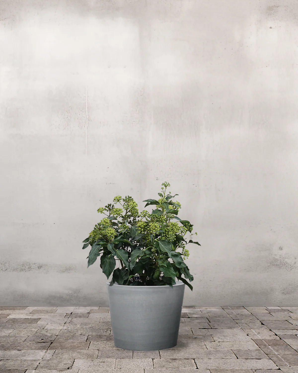 Buskvedbend, Hedera helix 'Arborescens' - 60-80 cm - Image 3