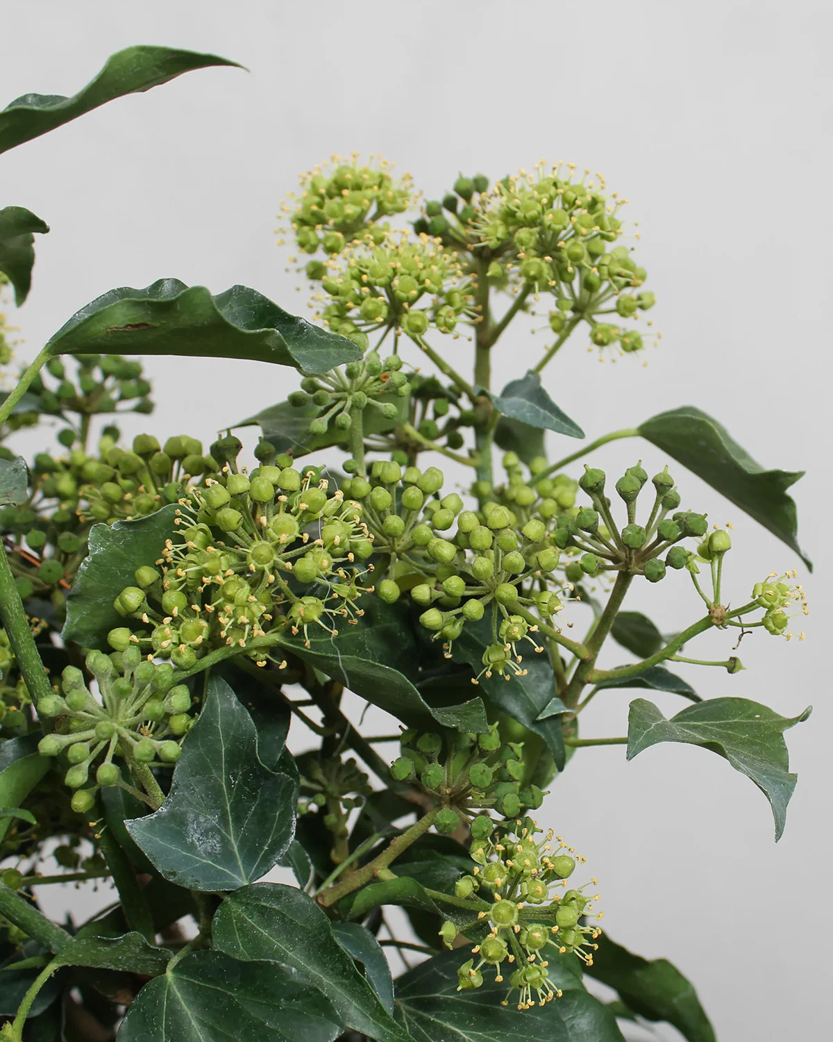 Buskvedbend, Hedera helix 'Arborescens' - 60-80 cm - Image 4