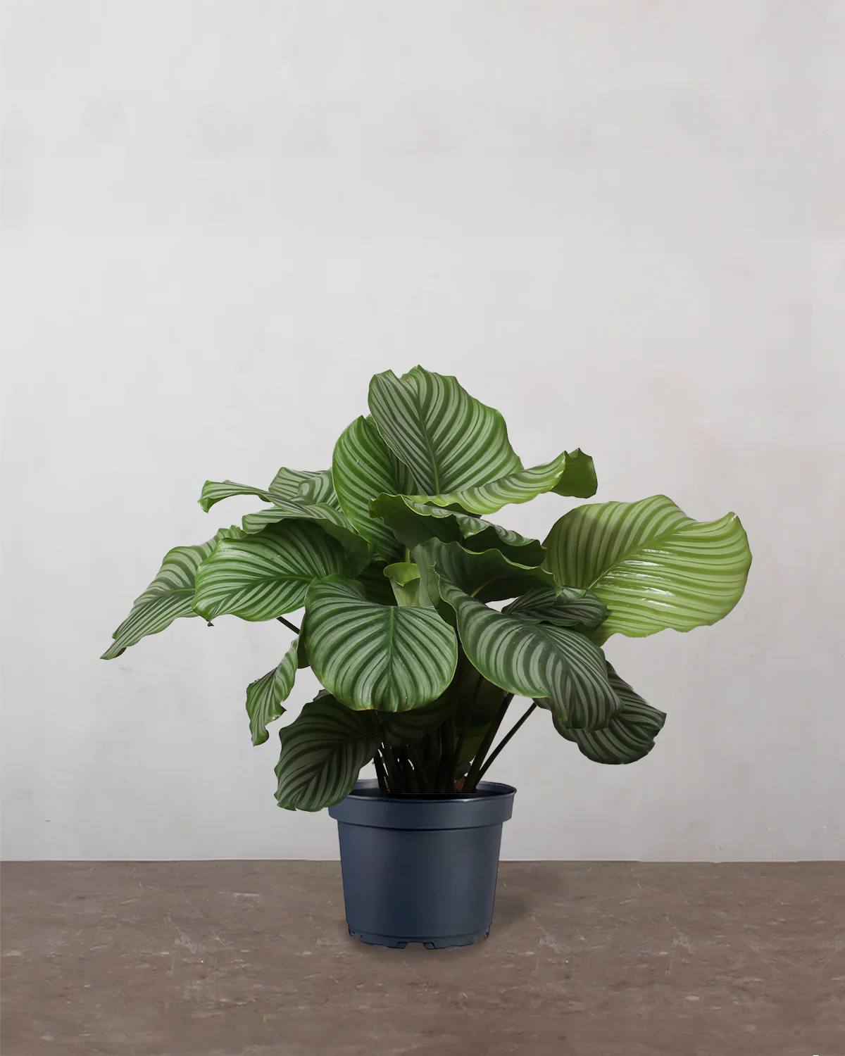 Calathea Orbifolia - 40-60 cm