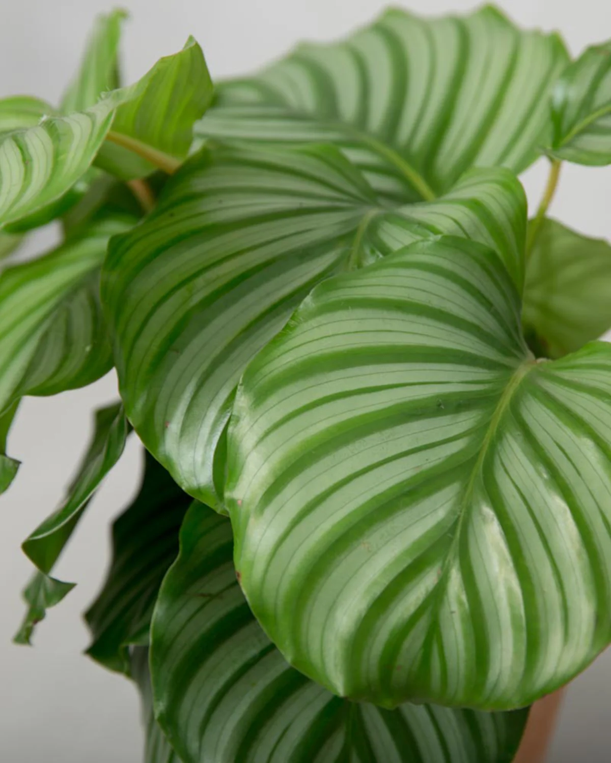 Calathea Orbifolia - 40-60 cm - Image 2