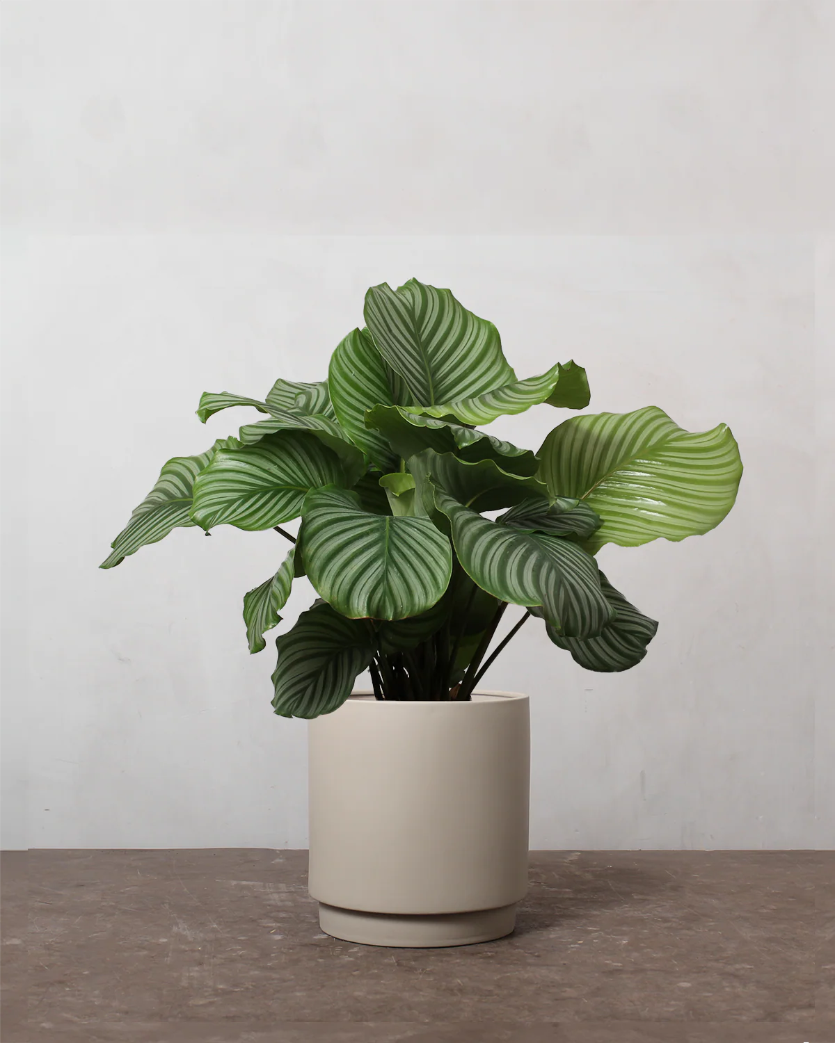 Calathea Orbifolia - 40-60 cm - Image 3