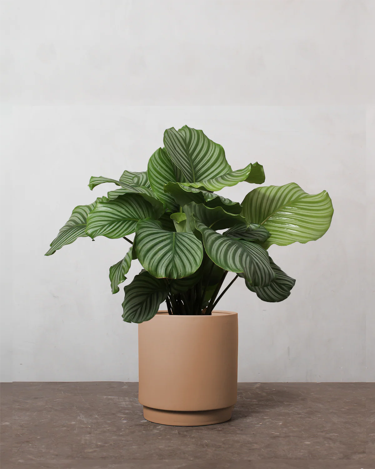 Calathea Orbifolia - 40-60 cm - Image 4