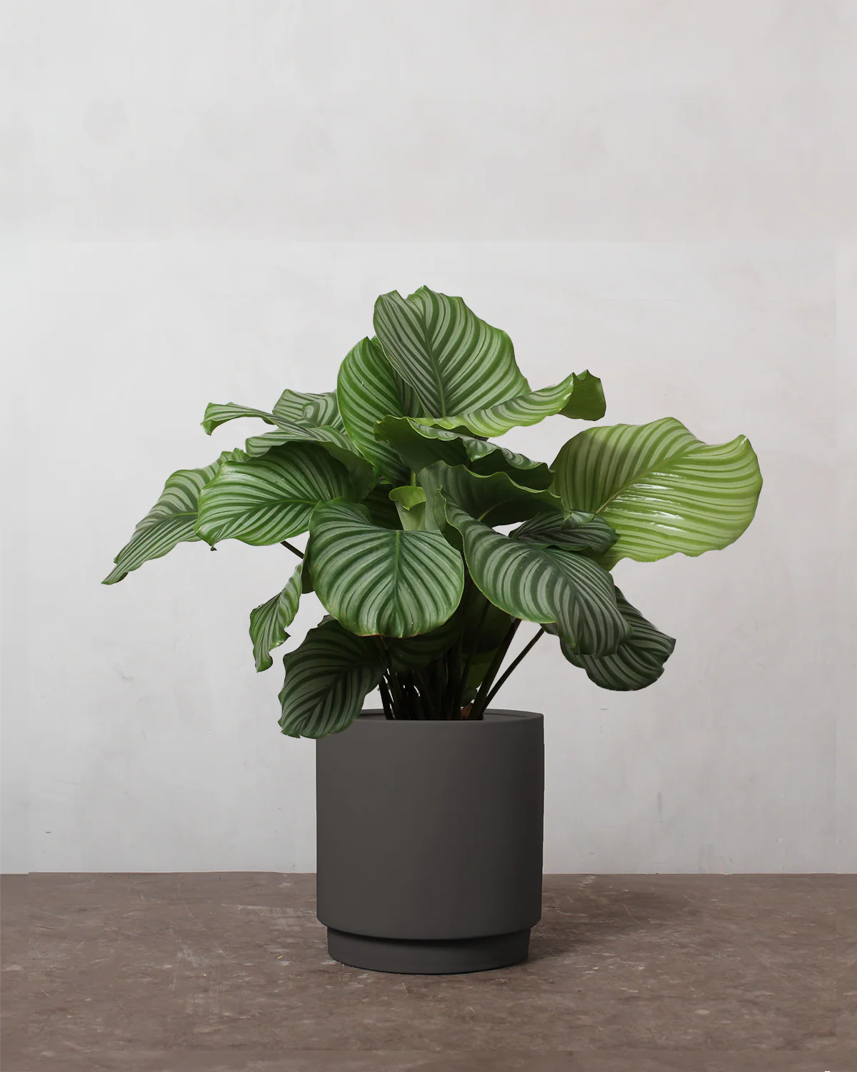 Calathea Orbifolia - 40-60 cm - Image 5