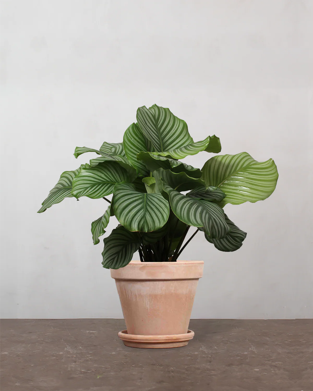 Calathea Orbifolia - 40-60 cm - Image 6