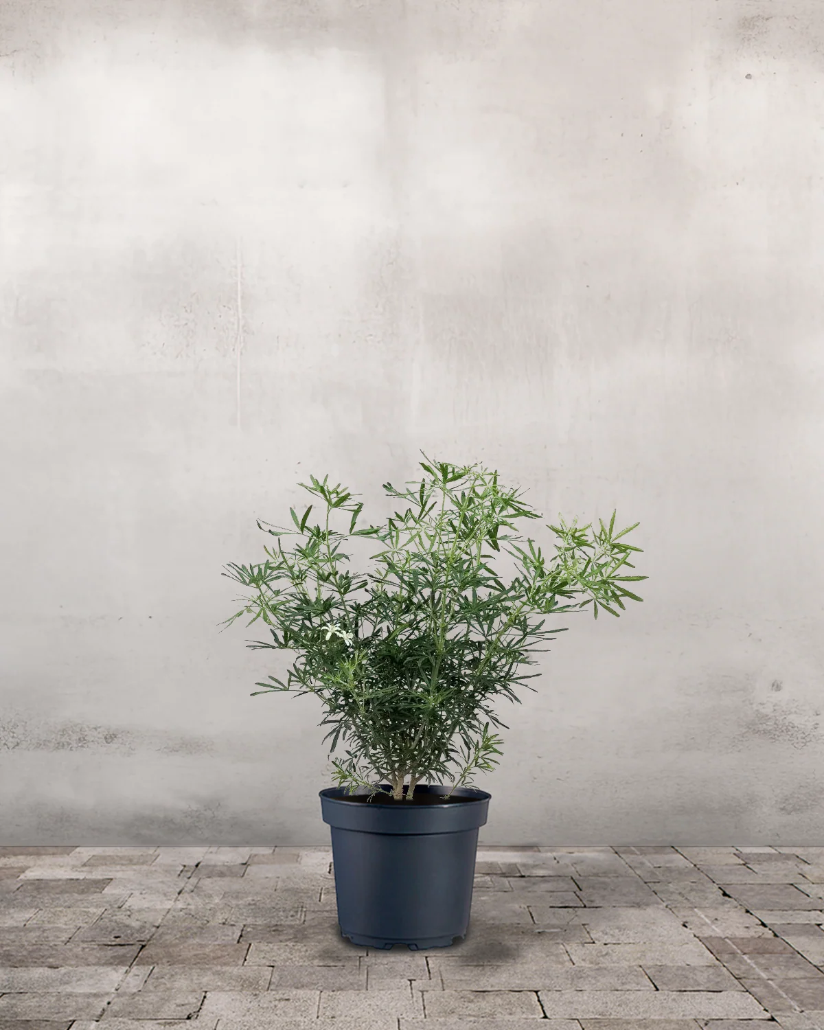 Mexicansk Appelsinbusk, Choisya ternata 'White Dazzler' – 30-50 cm