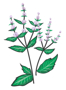 Chokolademynte, Mentha x piperita 'Chocolate' - 15-25 cm