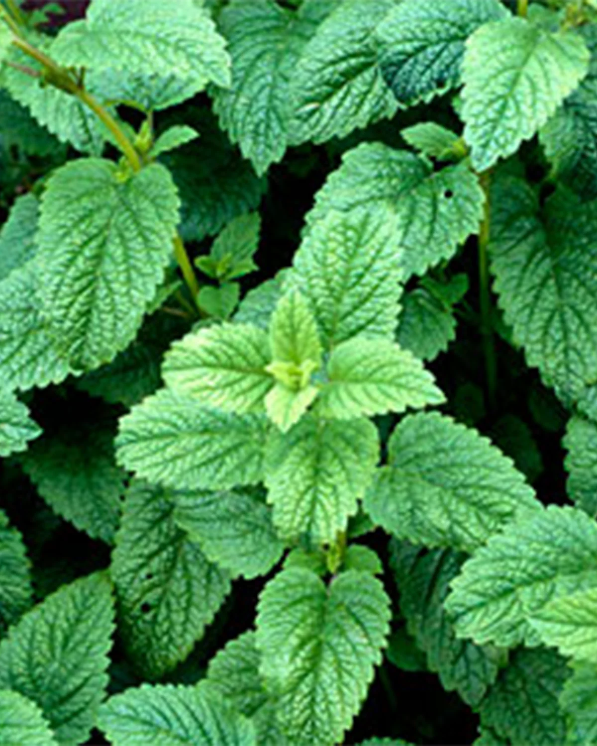 Citronmelisse, Melissa officinalis - Image 2