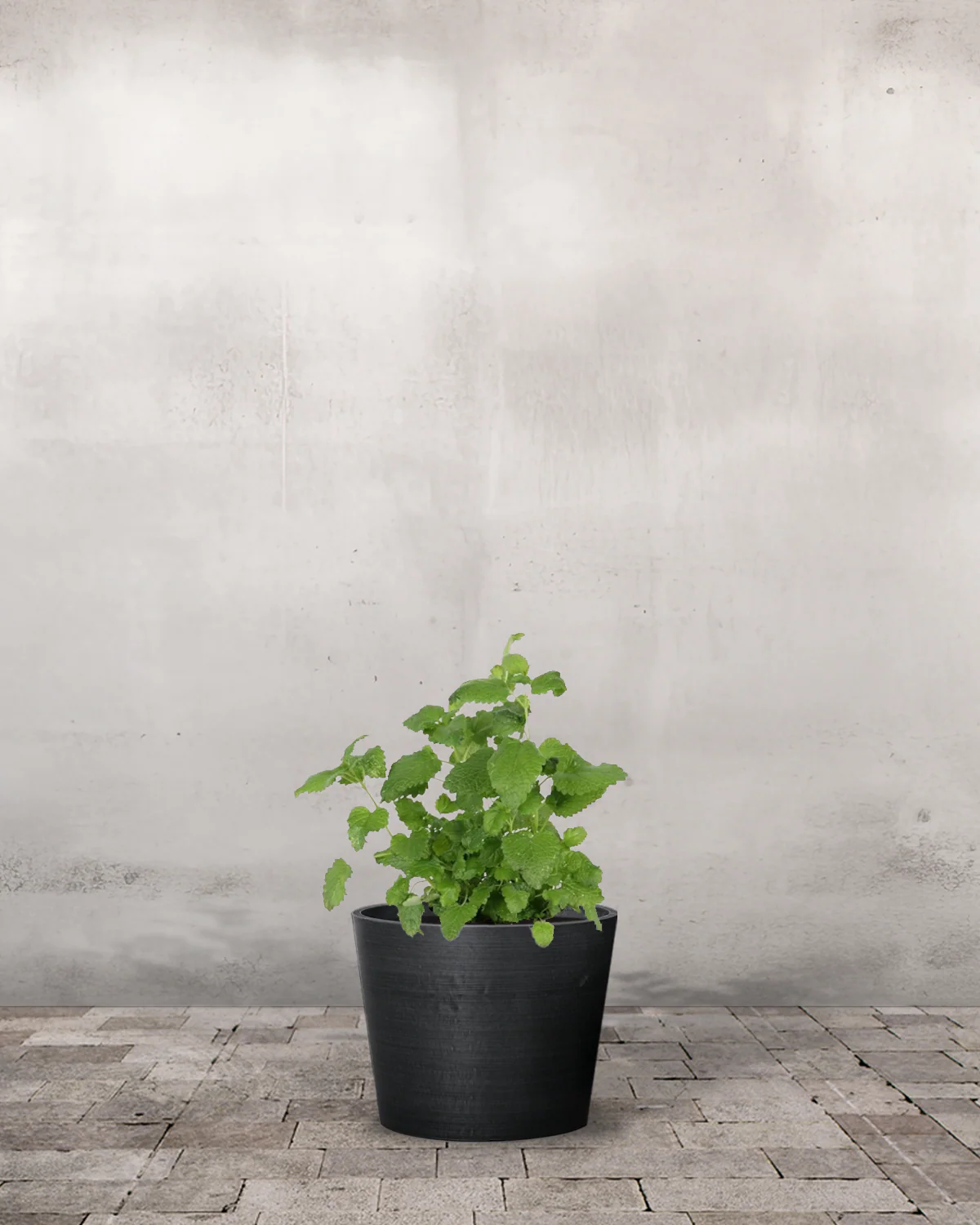 Citronmelisse, Melissa officinalis - Image 3