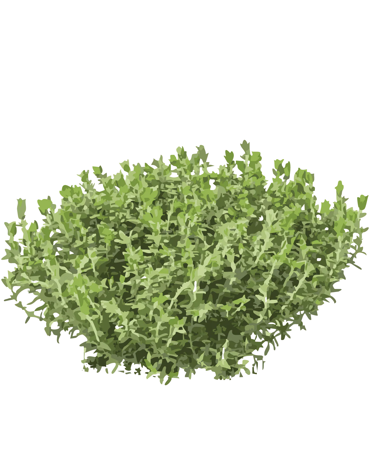 Citrontimian, Thymus citriodorus 'Variegata' - 15-25 cm