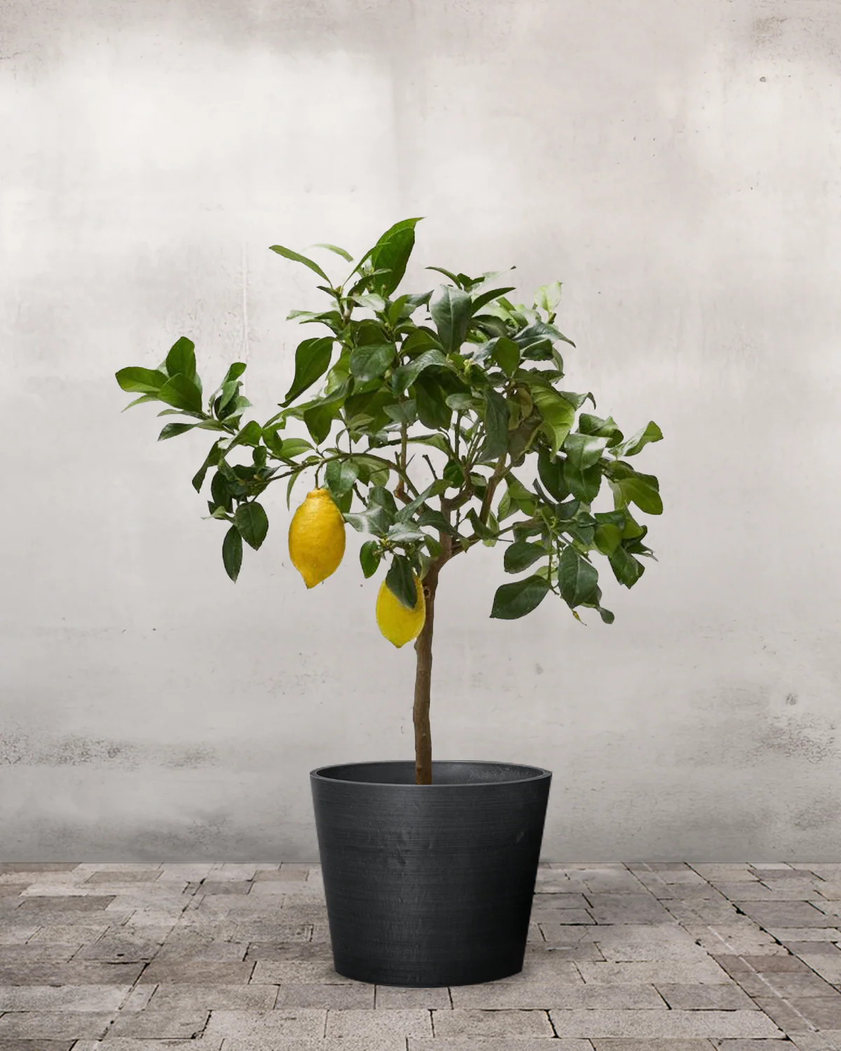 Citrontræ, Citrus limon - 50-70 cm - Image 3