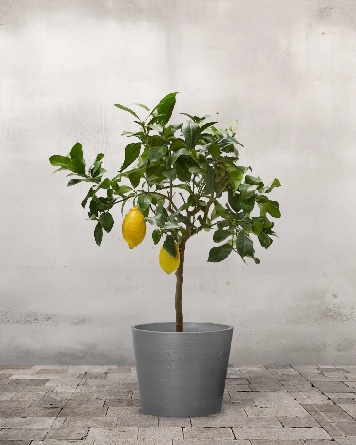 Citrontræ, Citrus limon - 50-70 cm - Image 4