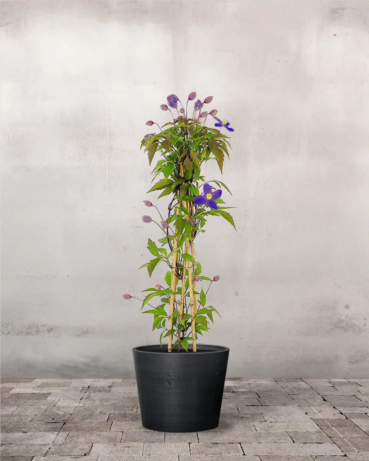 Clematis 'Jackmanii' - 60-80 cm - Image 3