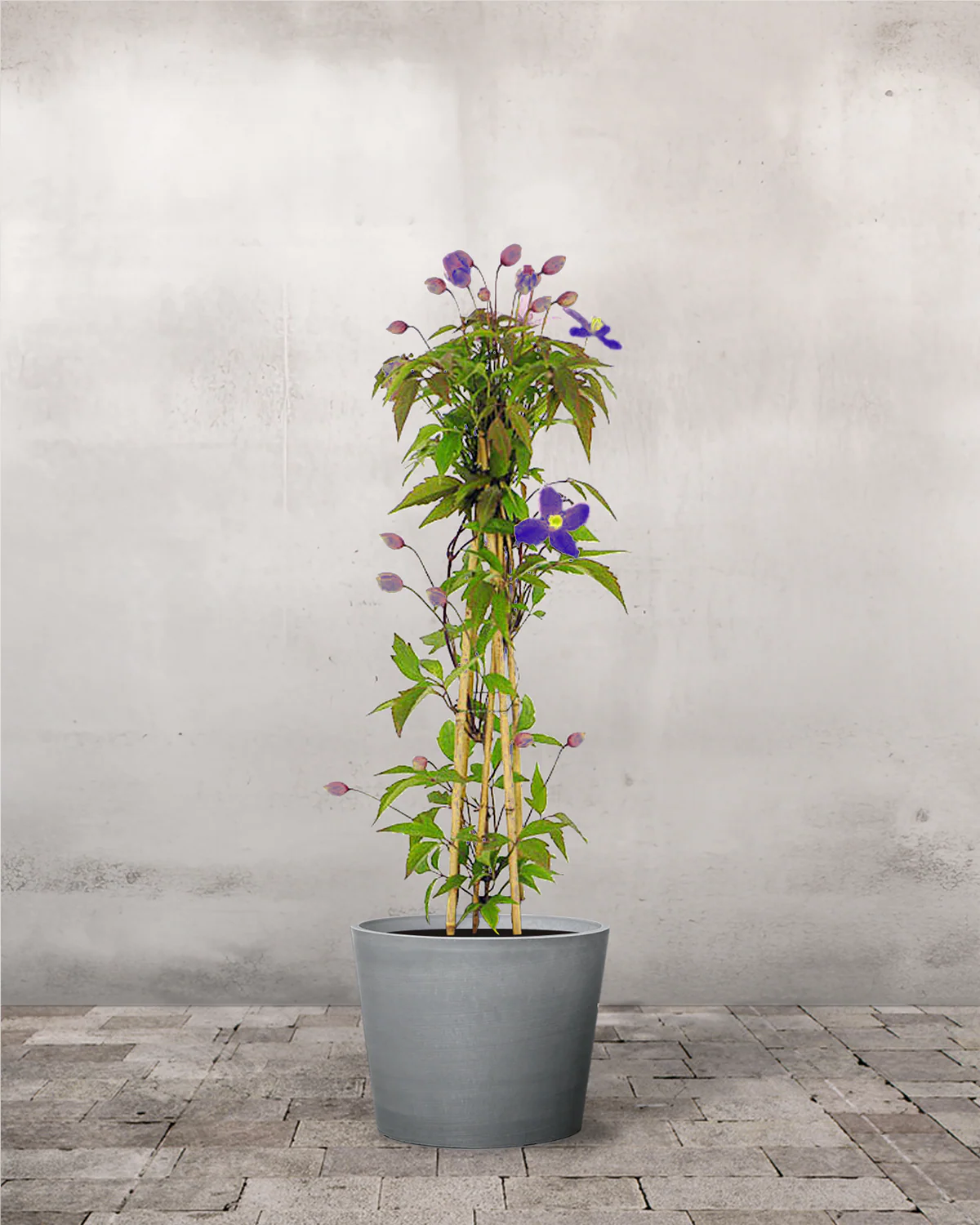 Clematis 'Jackmanii' - 60-80 cm - Image 4