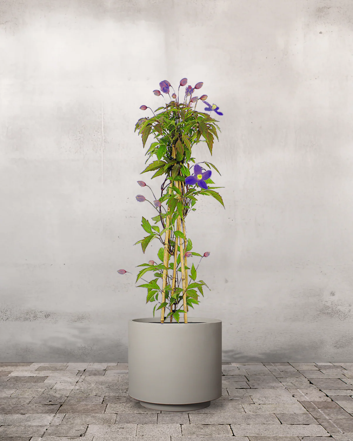 Clematis 'Jackmanii' - 60-80 cm - Image 6