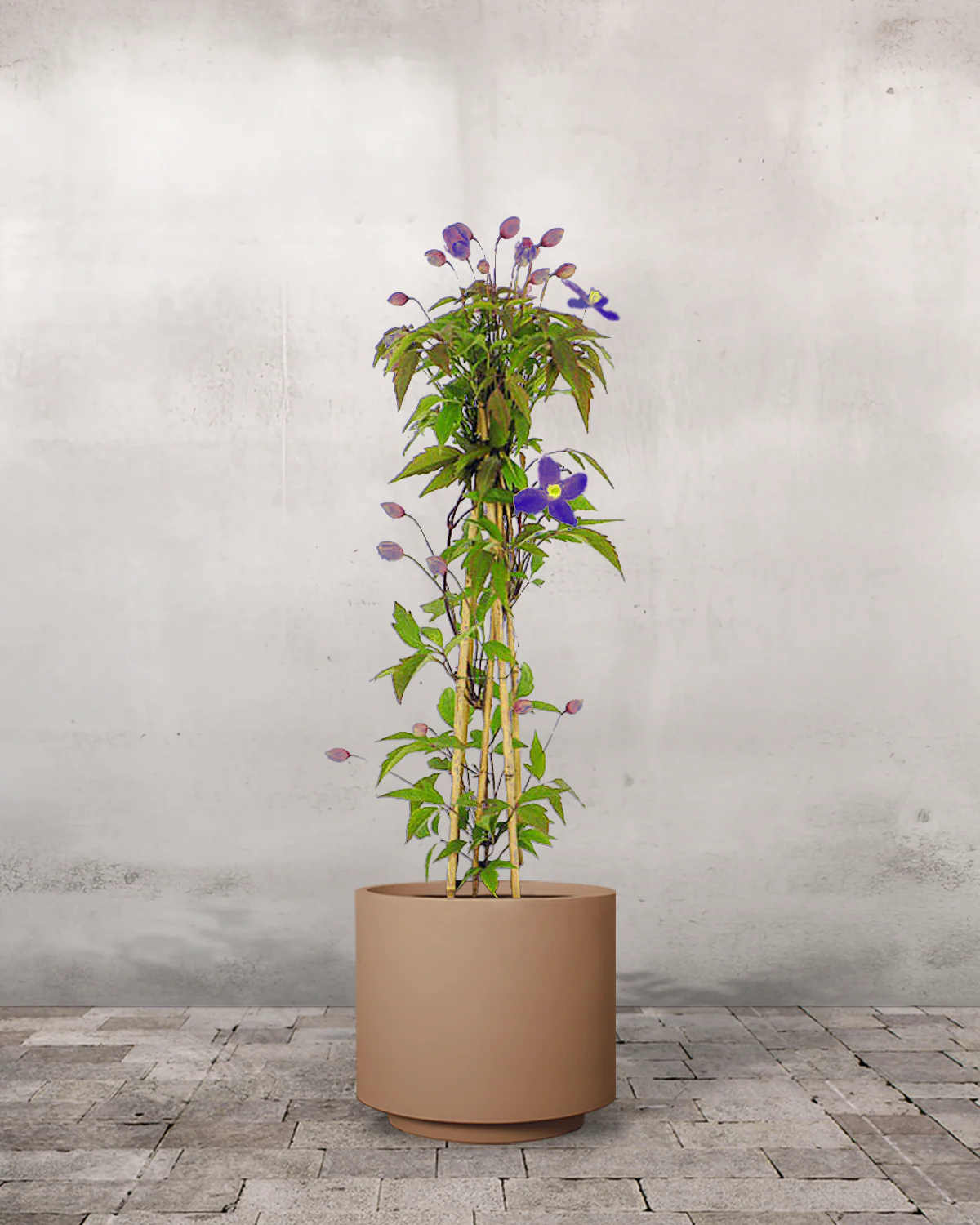 Clematis 'Jackmanii' - 60-80 cm - Image 7