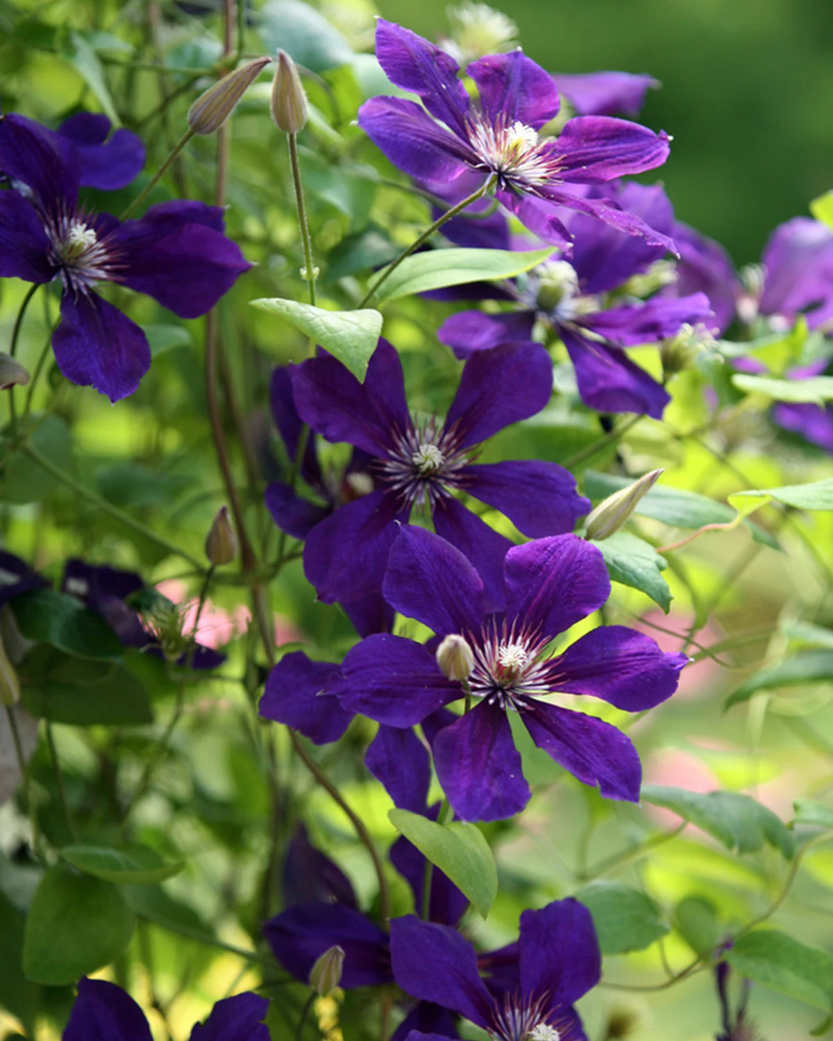 Clematis 'Jackmanii' - 60-80 cm - Image 8