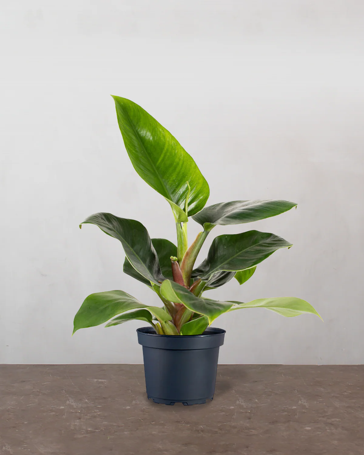 Philodendron Imperial Green - 40-60 cm