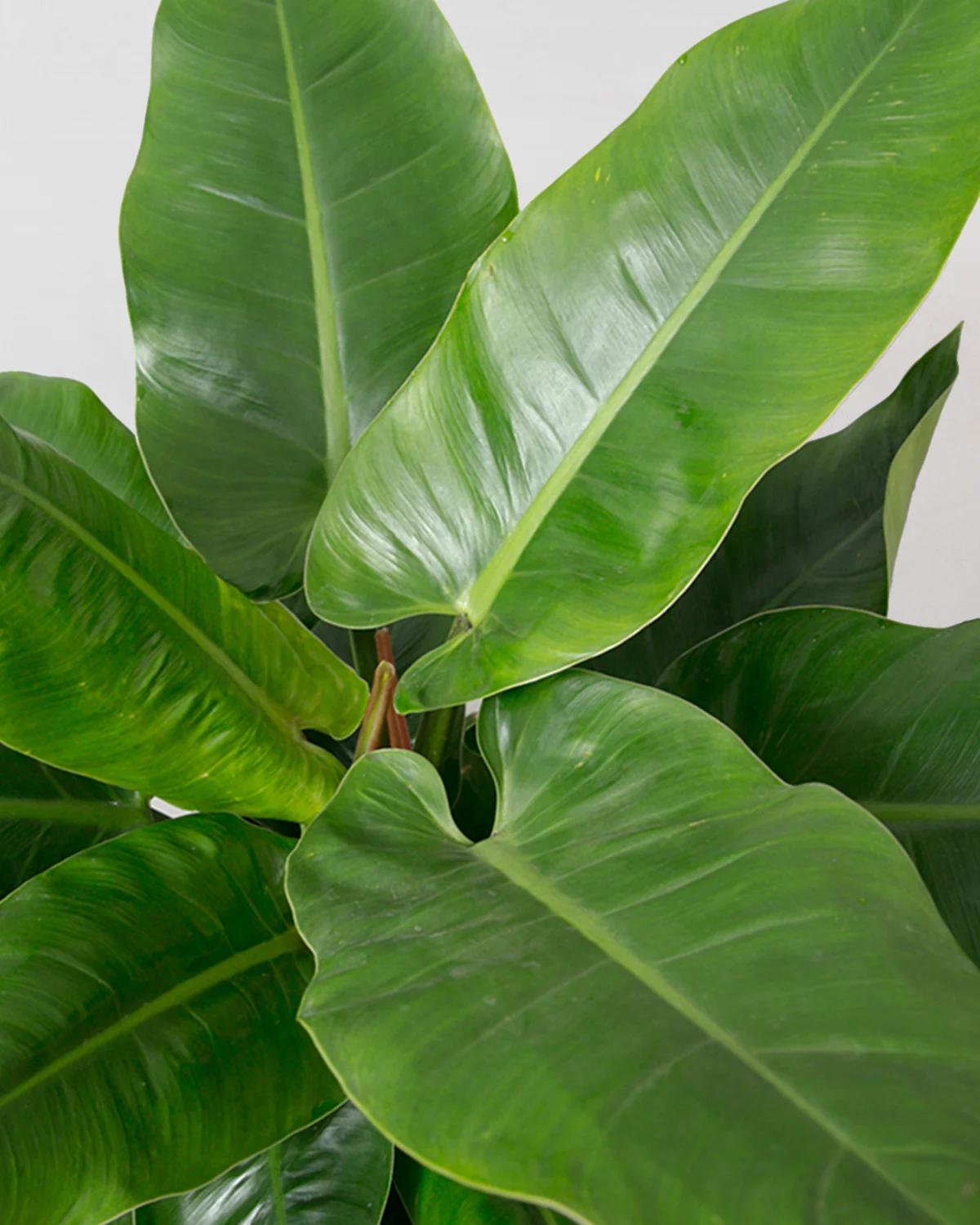 Philodendron Imperial Green - 40-60 cm - Image 2