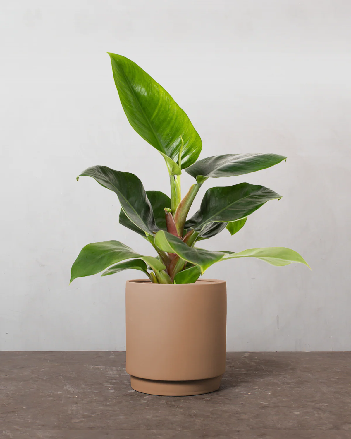 Philodendron Imperial Green - 40-60 cm - Image 3