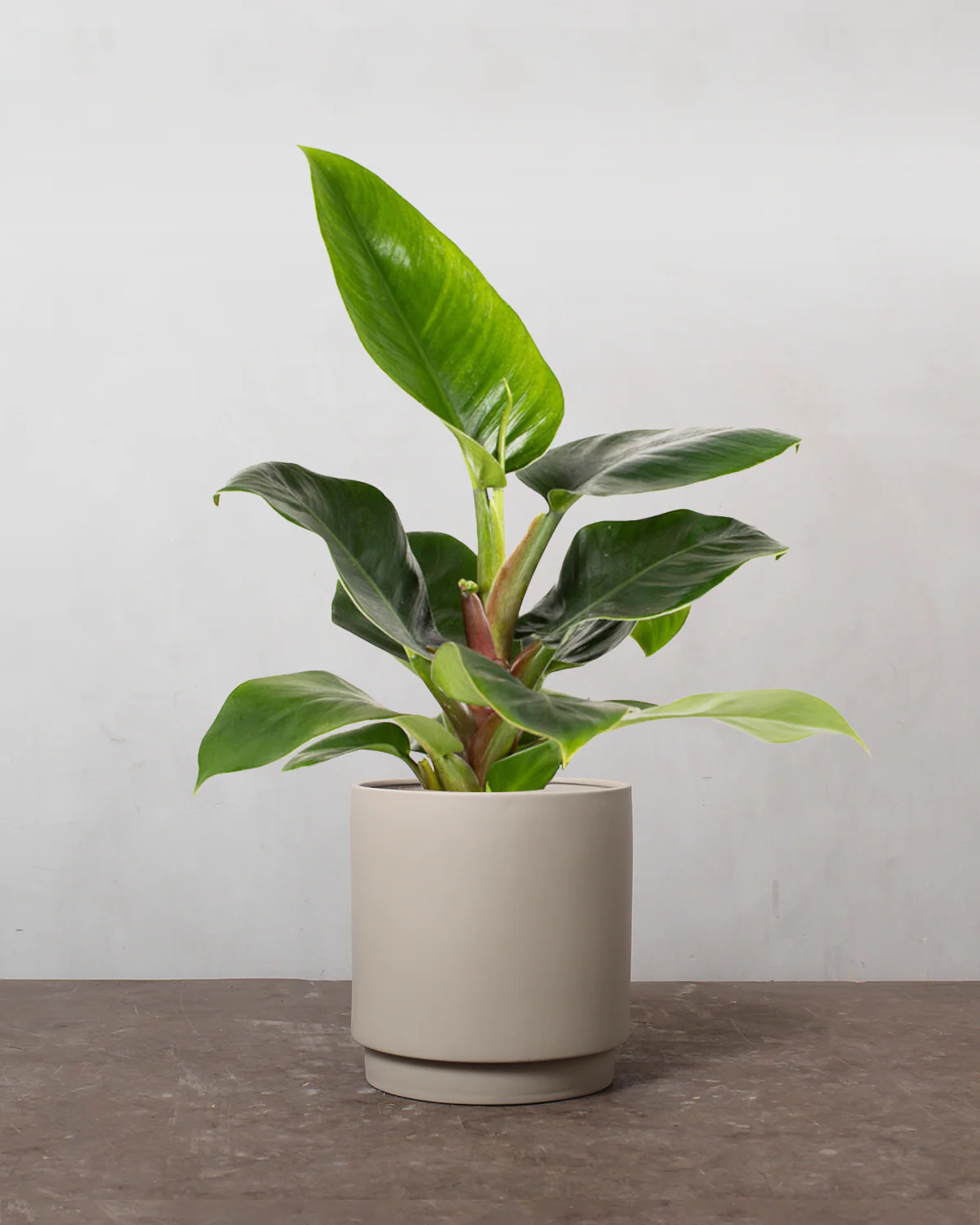 Philodendron Imperial Green - 40-60 cm - Image 4